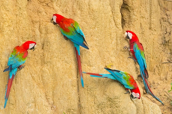 Red-and-Green Macaw-69-Edit - Lynda Goff Photography