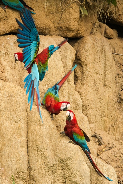 Red-and-Green Macaw-70 - Lynda Goff Photography