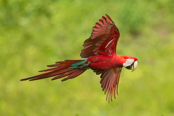 Red-and-Green Macaw-98 - Lynda Goff Photography