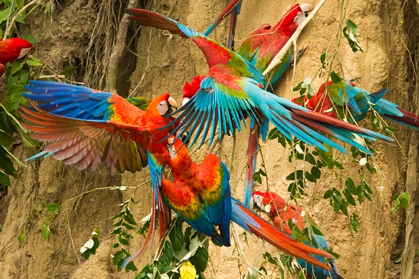 Scarlet Macaw-14-Edit - Lynda Goff Photography