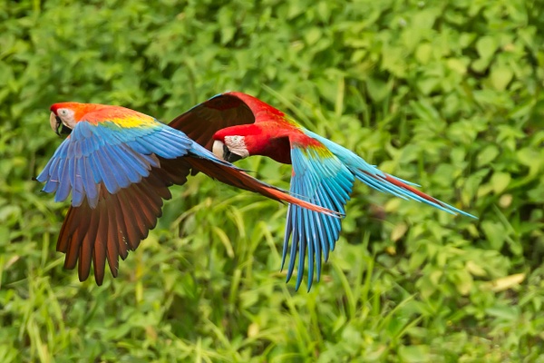 Scarlet Macaw-15-Edit - Lynda Goff Photography