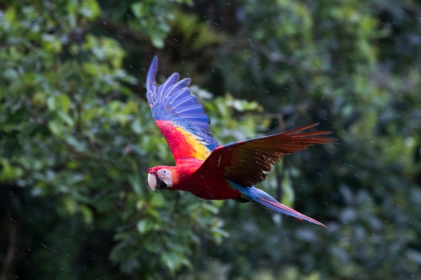 Scarlet Macaw-43 - Lynda Goff Photography
