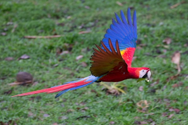 Scarlet Macaw-57 - Lynda Goff Photography