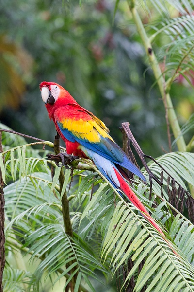 Scarlet Macaw-62 - Lynda Goff Photography
