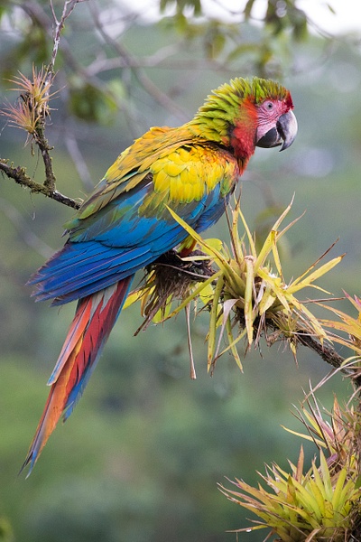 Scarlet-Great Green Macaw hybrid-2 - Lynda Goff Photography