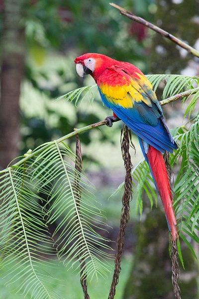 Scarlet Macaw-63 - Lynda Goff Photography