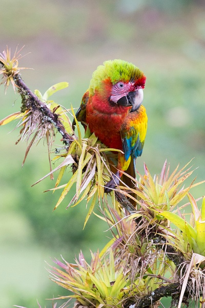 Scarlet-Great Green Macaw hybrid-4 - Lynda Goff Photography