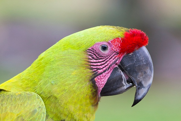Great Green Macaw-2 - Lynda Goff Photography