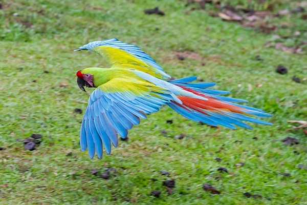 Great Green Macaw-5-Edit - Lynda Goff Photography