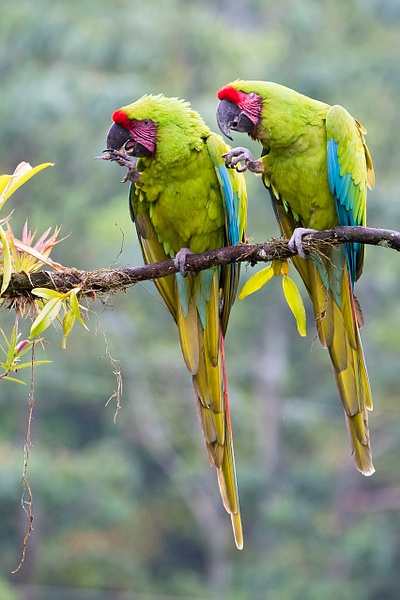 Great Green Macaw-8-Edit - Lynda Goff Photography