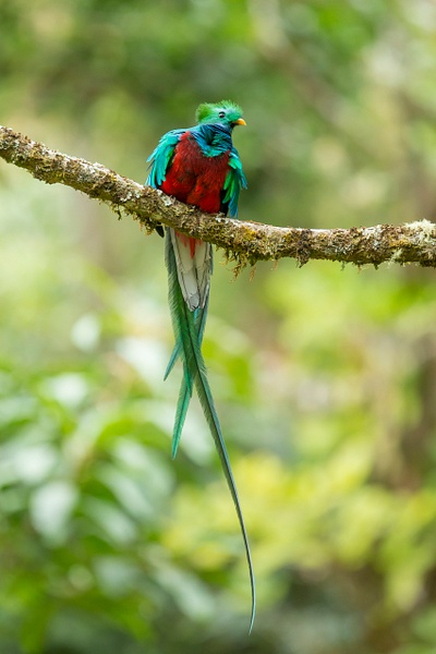 Resplendant Quetzal-16 - Lynda Goff Photography