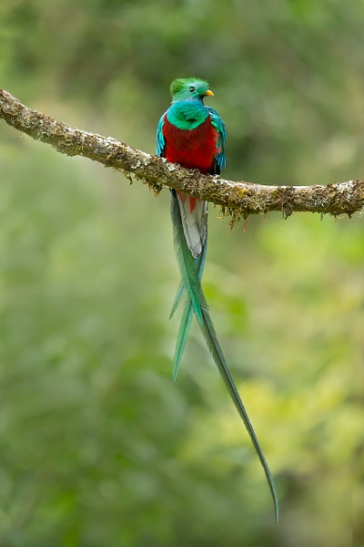 Resplendant Quetzal-23 - Lynda Goff Photography