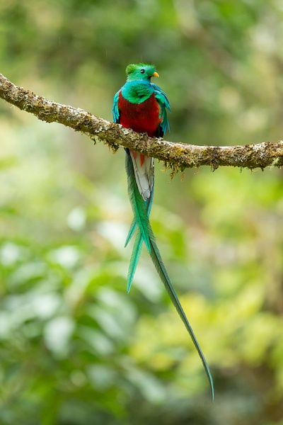 Resplendant Quetzal-19 - Lynda Goff Photography