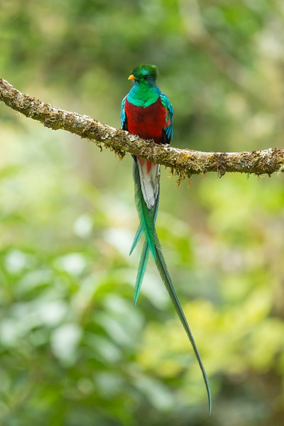 Resplendant Quetzal-26 - Lynda Goff Photography