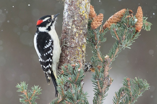 Downy Woodpecker 30-16 - Lynda Goff Photography