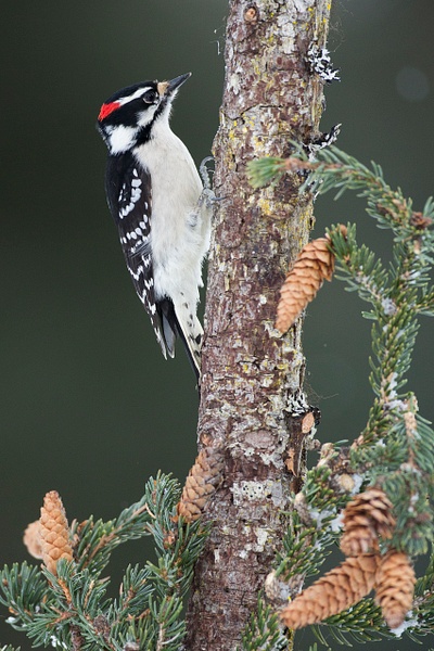 Downy Woodpecker 30-20 - Lynda Goff Photography