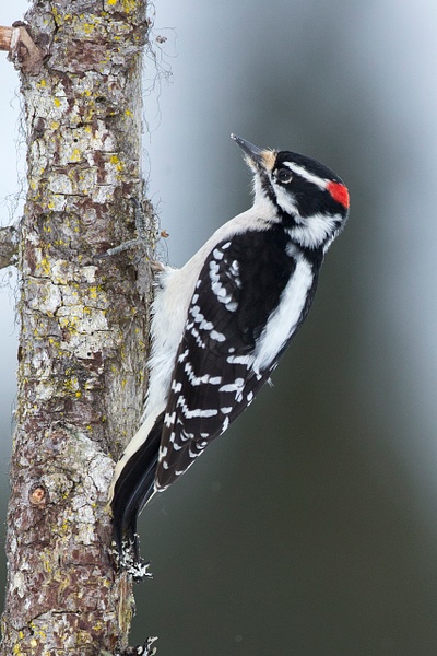 Downy Woodpecker 30-24 - Lynda Goff Photography