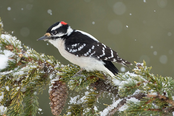 Downy Woodpecker 30-47 - Lynda Goff Photography