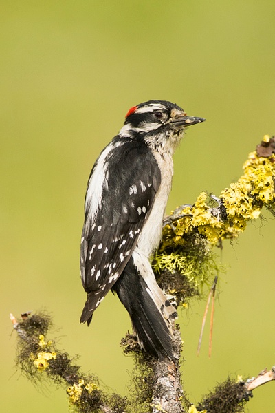 Downy Woodpecker-83 - Lynda Goff Photography