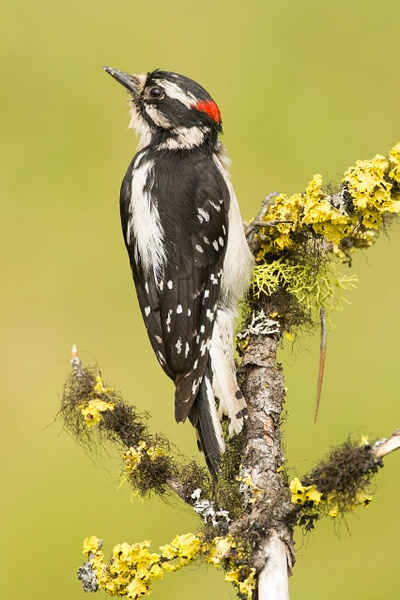 Downy Woodpecker-87 - Lynda Goff Photography