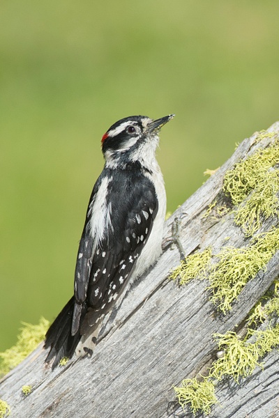 Downy Woodpecker-94 - Lynda Goff Photography