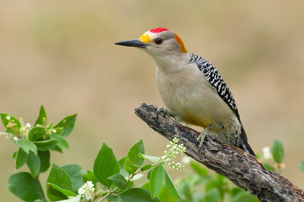 Golden-fronted Woodpecker-3-2 - Lynda Goff Photography