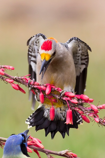 Golden-fronted Woodpecker-88 - Lynda Goff Photography