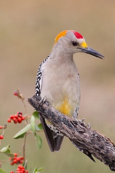 Golden-fronted Woodpecker-57-2 - Lynda Goff Photography