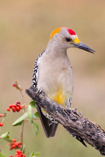 Golden-fronted Woodpecker-57 - Lynda Goff Photography