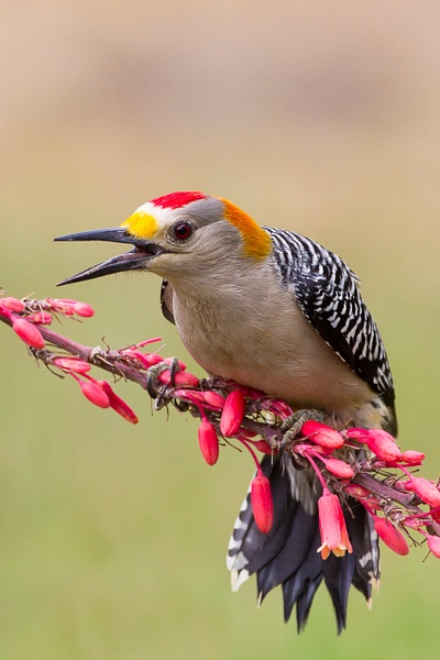 Golden-fronted Woodpecker-91 - Lynda Goff Photography
