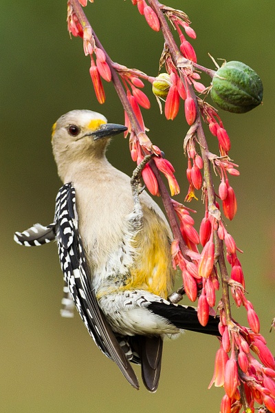 Golden-fronted Woodpecker-117 - Lynda Goff Photography