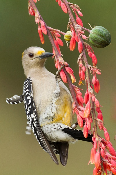 Golden-fronted Woodpecker-117-2 - Lynda Goff Photography