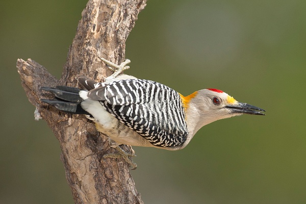 Golden-fronted Woodpecker-135 - Lynda Goff Photography