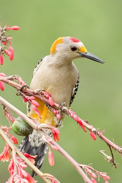 Golden-fronted Woodpecker-159 - Lynda Goff Photography