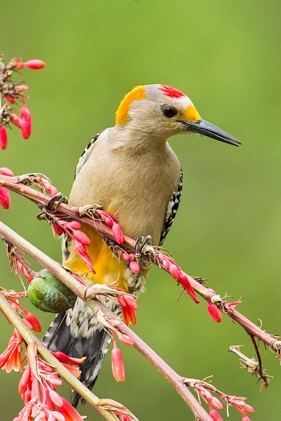 Golden-fronted Woodpecker-159-Edit - Lynda Goff Photography