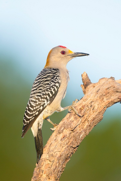 Golden-fronted Woodpecker-162 - Lynda Goff Photography