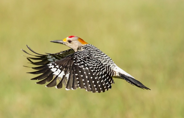 Golden-fronted Woodpecker-172-2 - Lynda Goff Photography
