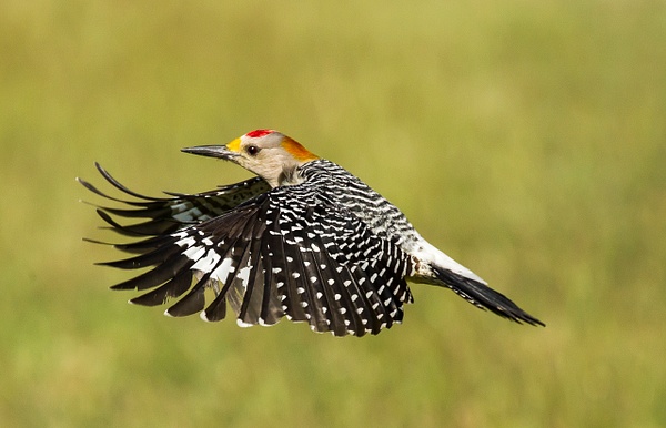 Golden-fronted Woodpecker-172 - Lynda Goff Photography