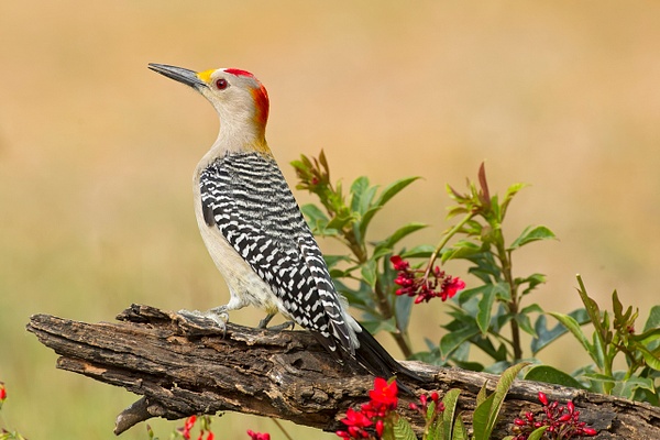 Golden-fronted Woodpecker-181-Edit - Lynda Goff Photography