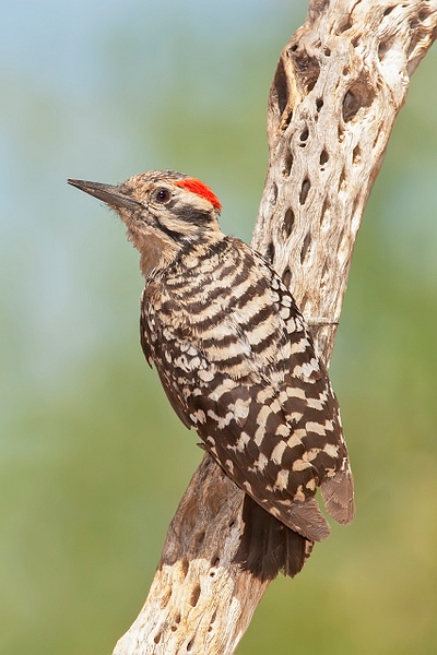 Ladder-backed Woodpecker-13 - Lynda Goff Photography