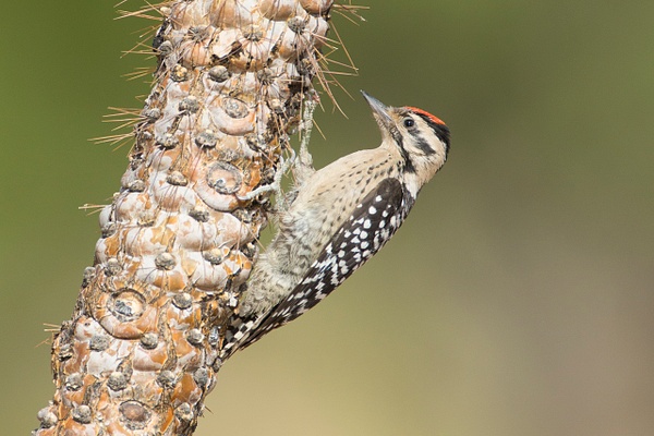 Ladder-backed Woodpecker-65 - Lynda Goff Photography