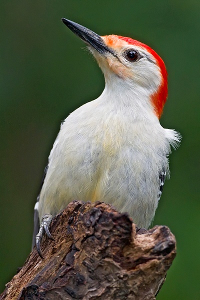 Red-bellied Woodpecker-4-Edit - Lynda Goff Photography