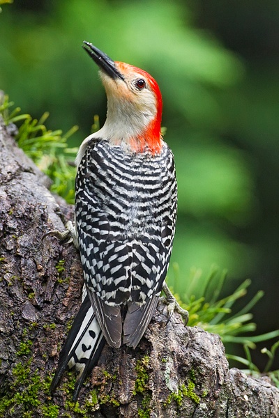 Red-bellied Woodpecker-10-Edit - Lynda Goff Photography
