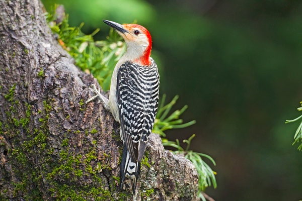 Red-bellied Woodpecker-7-Edit - Lynda Goff Photography