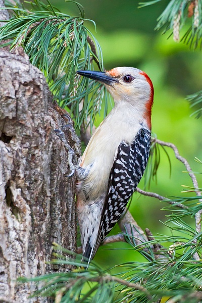 Red-bellied Woodpecker-29-Edit - Lynda Goff Photography