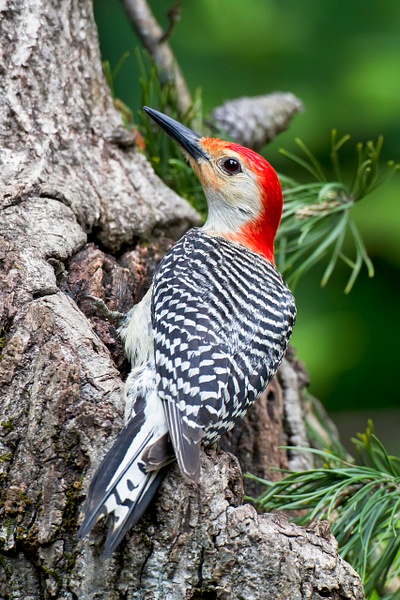 Red-bellied Woodpecker-19 - Lynda Goff Photography