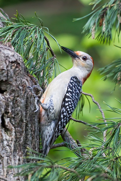 Red-bellied Woodpecker-30-Edit - Lynda Goff Photography
