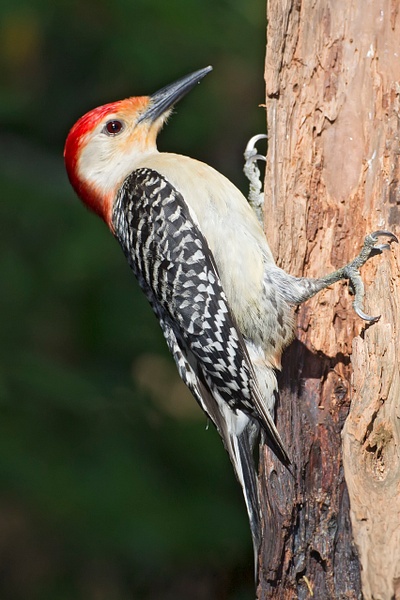 Red-bellied Woodpecker-37-Edit - Lynda Goff Photography