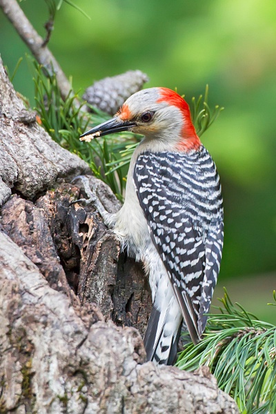 Red-bellied Woodpecker-32-Edit - Lynda Goff Photography