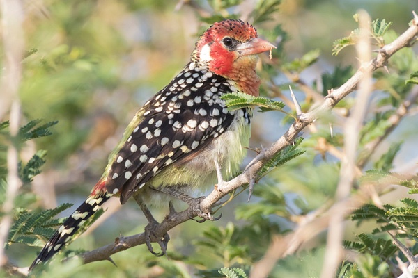 Red-and-Yellow Barbet-1 - Lynda Goff Photography